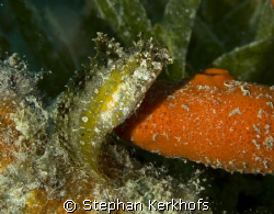 highfin fangblenny (petroscirtes mitratus) taken in Na'am... by Stephan Kerkhofs 